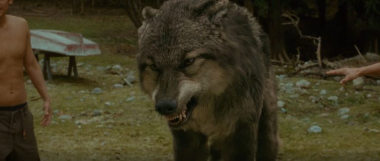 meet the pack a guide to twilight's quileute werewolves